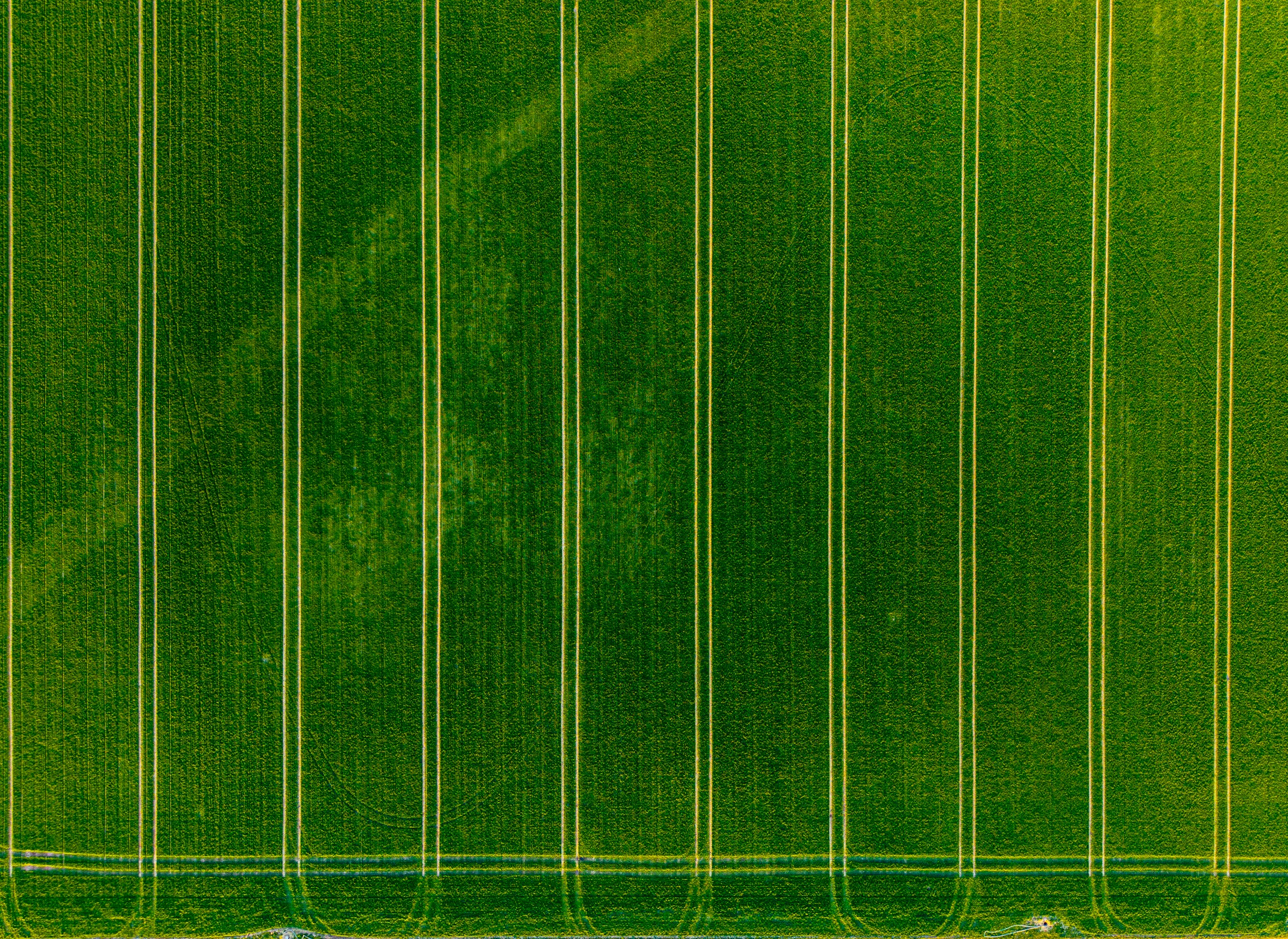 Campo agrícola